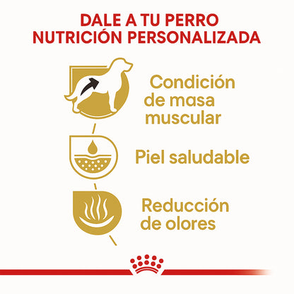 Royal Canin Bulldog Francés Adulto – 30 lb (13.6 kg)