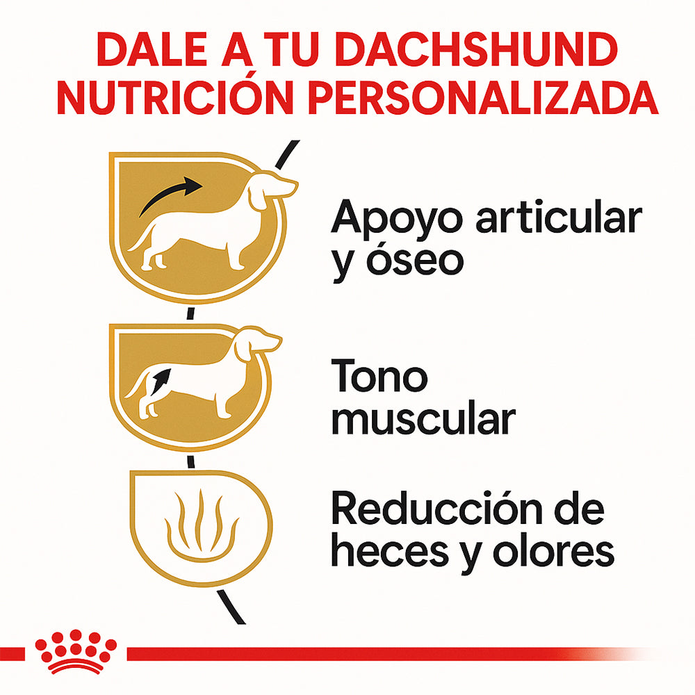 Royal Canin Dachshund (Salchicha) Adulto - 10 lb (4.5 kg)