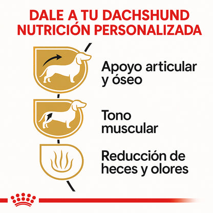 Royal Canin Dachshund (Salchicha) Adulto - 10 lb (4.5 kg)