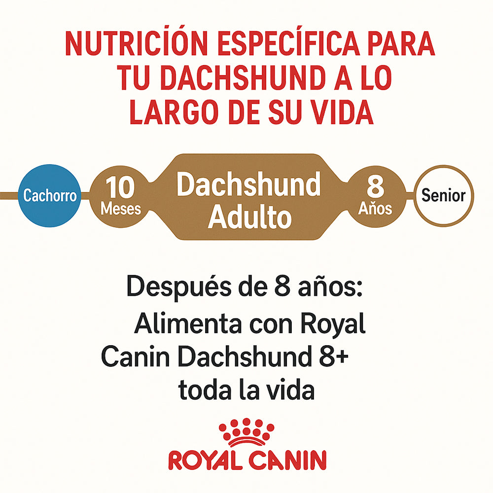Royal Canin Dachshund (Salchicha) Adulto - 10 lb (4.5 kg)