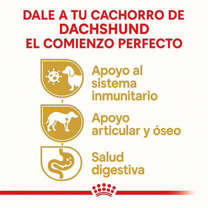 Royal Canin Dachshund (Salchicha) Cachorro - 2.5 lb (1.14 kg)